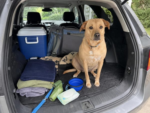 Dog road-trip packing list: car gear worth bringing