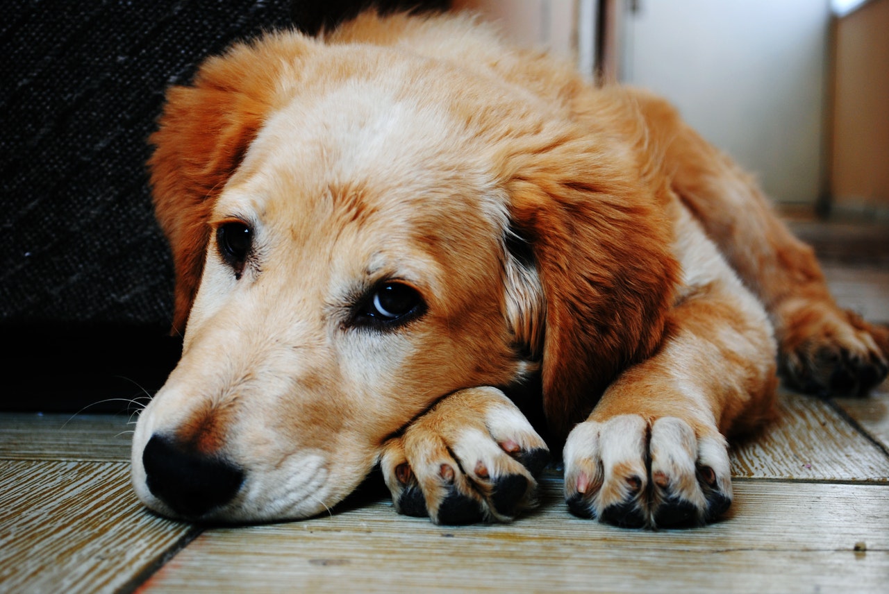 6 Best Pet Insurance Providers And What They Cover 