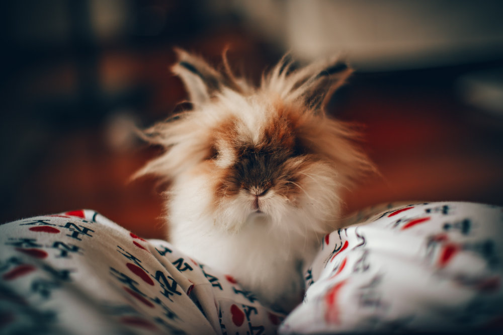 bunny adoption
