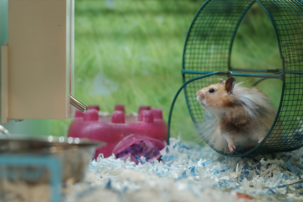 Gerbil bedding