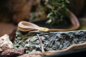 Top 5 Snake Enclosures